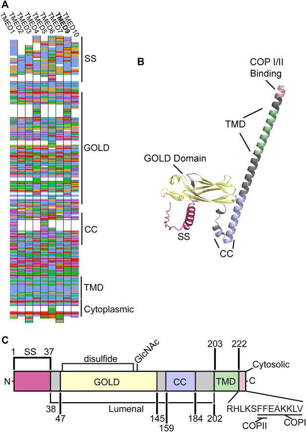 https://cdn.ncbi.nlm.nih.gov/pmc/blobs/d8e2/9888432/58efaf55d439/fcell-10-1096899-g001.jpg