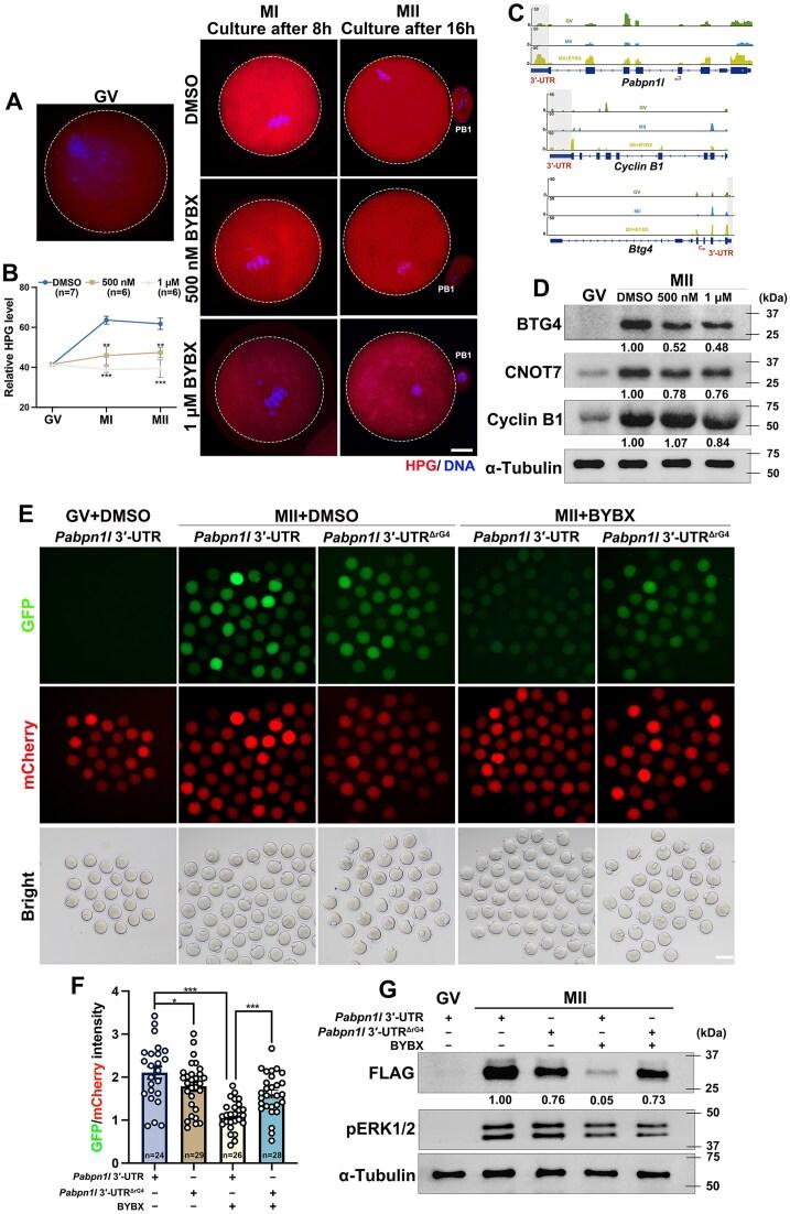 https://cdn.ncbi.nlm.nih.gov/pmc/blobs/d8e5/12041855/b08fab5fd598/gkaf067fig7.jpg