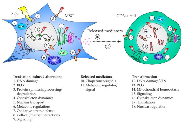 https://cdn.ncbi.nlm.nih.gov/pmc/blobs/d8e7/8197937/26bf2455ada6/ijms-22-05844-g004.jpg