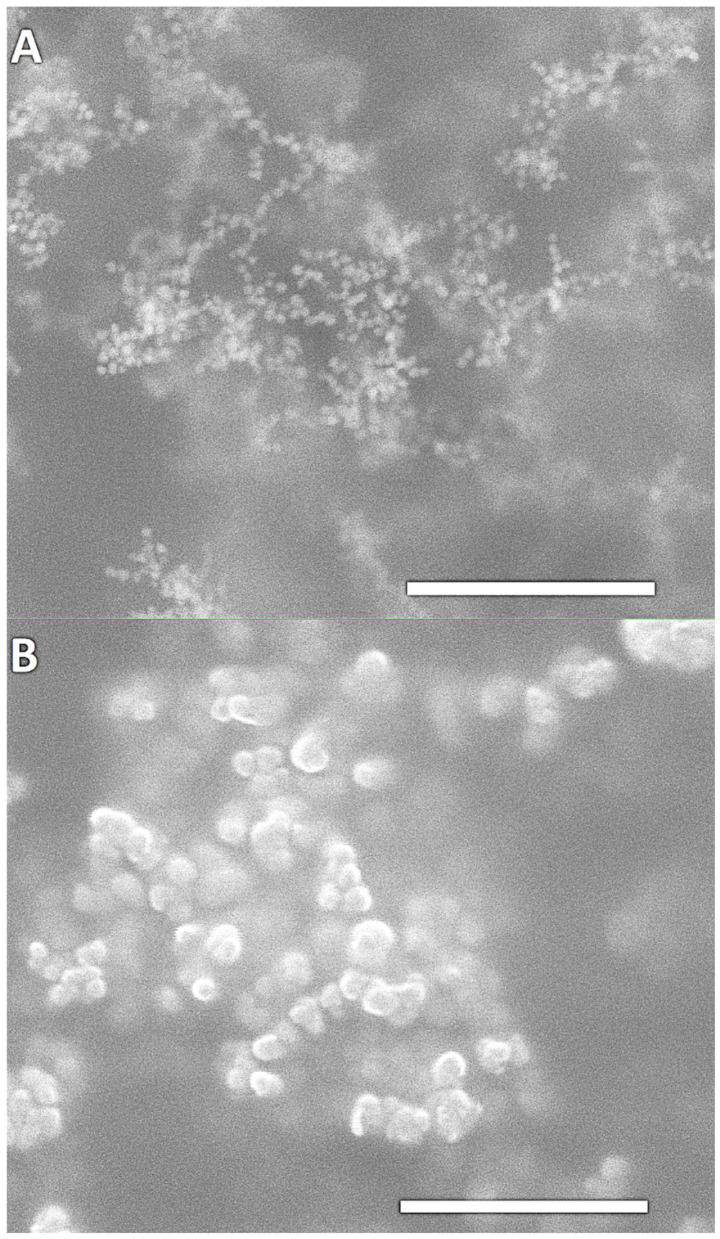 https://cdn.ncbi.nlm.nih.gov/pmc/blobs/d8e8/11508339/099ce9a7ebc4/ijms-25-11222-g003.jpg