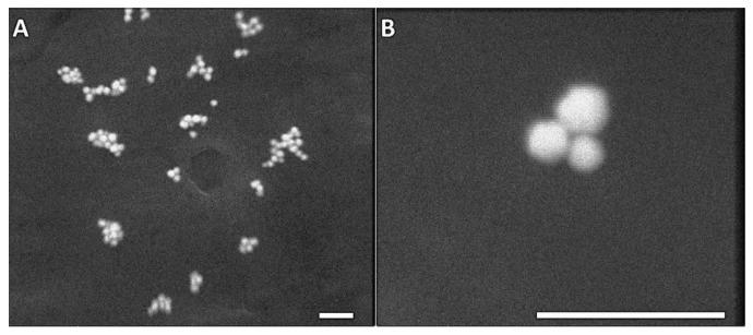 https://cdn.ncbi.nlm.nih.gov/pmc/blobs/d8e8/11508339/4a960d750358/ijms-25-11222-g009.jpg