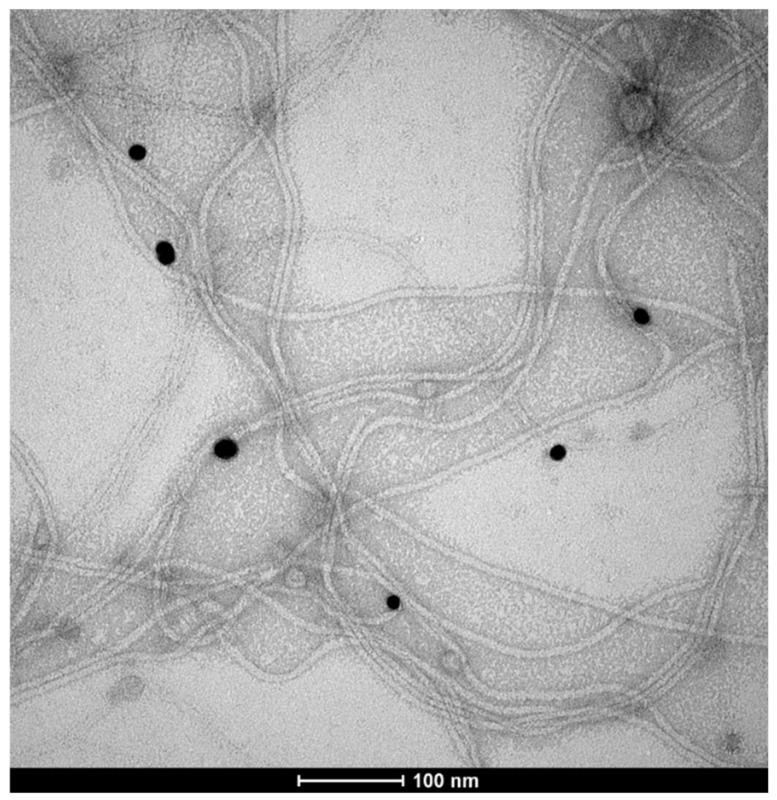 https://cdn.ncbi.nlm.nih.gov/pmc/blobs/d8e8/11508339/bb583756401c/ijms-25-11222-g005.jpg