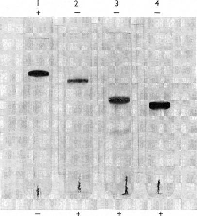 https://cdn.ncbi.nlm.nih.gov/pmc/blobs/d8e8/1164990/6bcc33328301/biochemj00503-0024-a.jpg