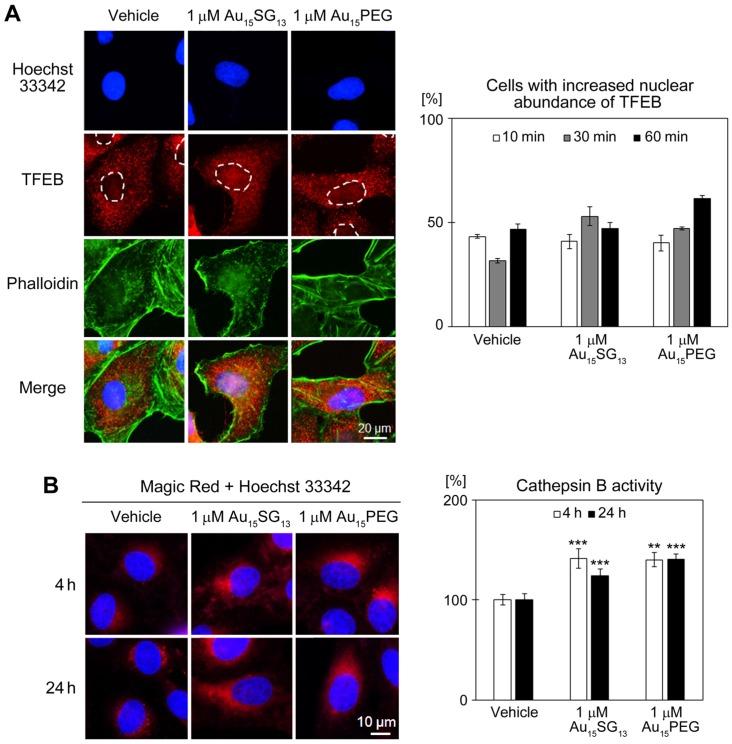 https://cdn.ncbi.nlm.nih.gov/pmc/blobs/d8eb/6993243/1f8147412d54/thnov10p1633g006.jpg