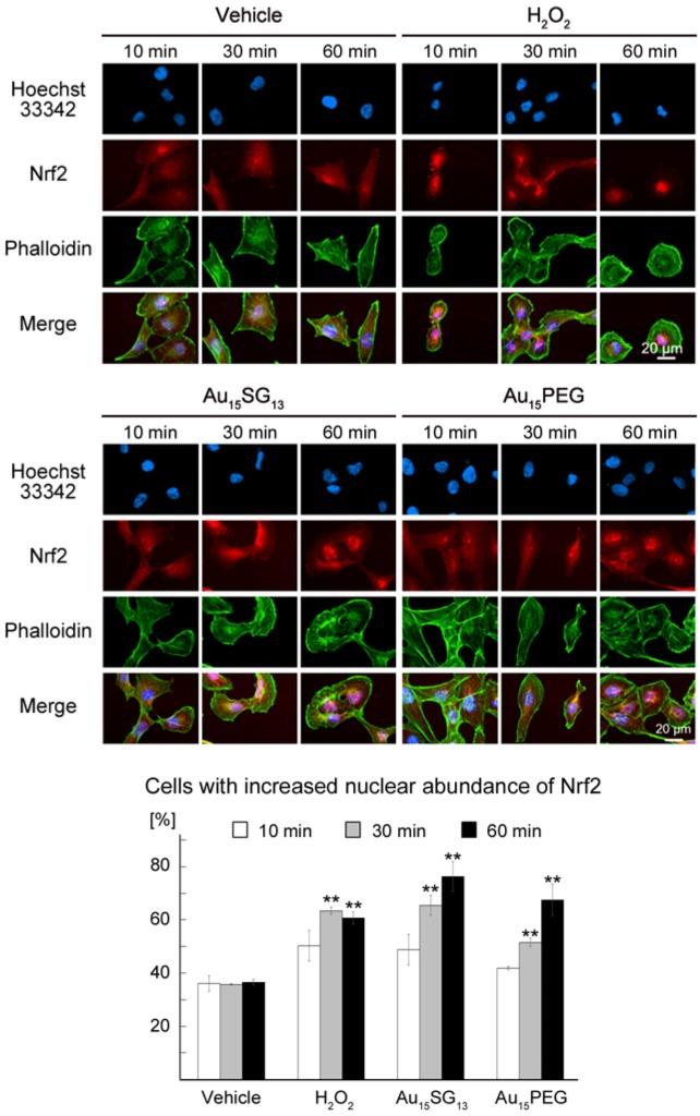 https://cdn.ncbi.nlm.nih.gov/pmc/blobs/d8eb/6993243/d4d3cc5769b7/thnov10p1633g007.jpg