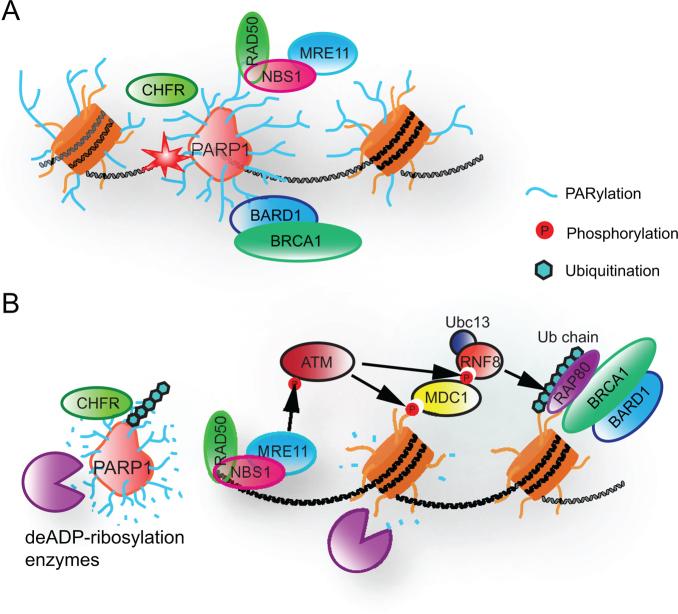 https://cdn.ncbi.nlm.nih.gov/pmc/blobs/d8f0/5737498/27f83c96daa3/gkx565fig5.jpg