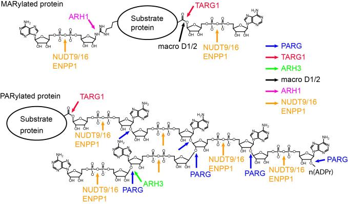 https://cdn.ncbi.nlm.nih.gov/pmc/blobs/d8f0/5737498/9dd609c75331/gkx565fig4.jpg