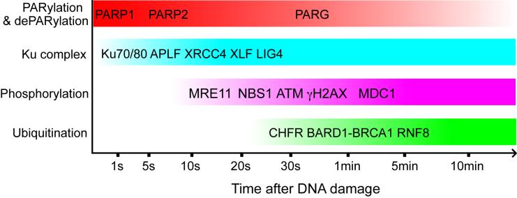 https://cdn.ncbi.nlm.nih.gov/pmc/blobs/d8f0/5737498/ac08a1639348/gkx565fig2.jpg