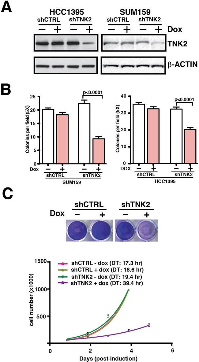 https://cdn.ncbi.nlm.nih.gov/pmc/blobs/d8f2/5356856/fc3361f6adac/oncotarget-08-2971-g002.jpg