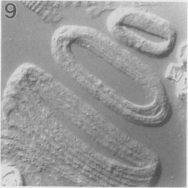 https://cdn.ncbi.nlm.nih.gov/pmc/blobs/d8f6/1077489/b598bf96c042/plntphys00814-0106-f.jpg