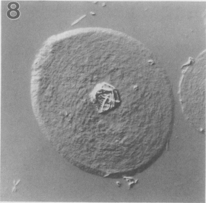https://cdn.ncbi.nlm.nih.gov/pmc/blobs/d8f6/1077489/c2de825bc3cd/plntphys00814-0106-e.jpg