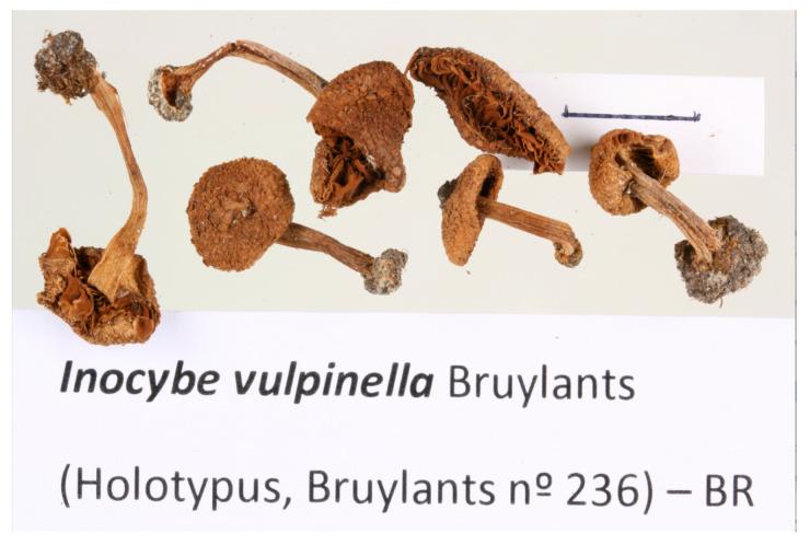https://cdn.ncbi.nlm.nih.gov/pmc/blobs/d8f8/10304480/264ed494aa1d/jof-09-00679-g005.jpg