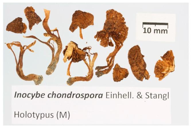 https://cdn.ncbi.nlm.nih.gov/pmc/blobs/d8f8/10304480/4a6165990f65/jof-09-00679-g008.jpg