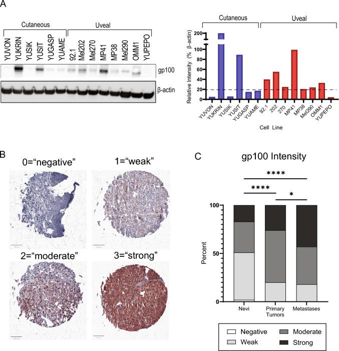 https://cdn.ncbi.nlm.nih.gov/pmc/blobs/d8f9/11303354/baa42056539a/262_2024_3776_Fig1_HTML.jpg