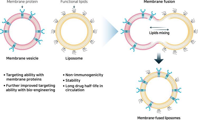 https://cdn.ncbi.nlm.nih.gov/pmc/blobs/d8f9/8725870/a55af3244317/IJN-16-8485-g0010.jpg