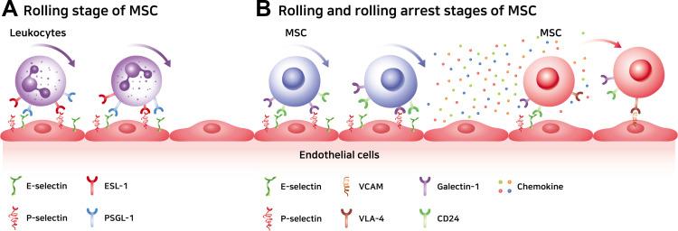 https://cdn.ncbi.nlm.nih.gov/pmc/blobs/d8f9/8725870/d9ffc739b51e/IJN-16-8485-g0002.jpg