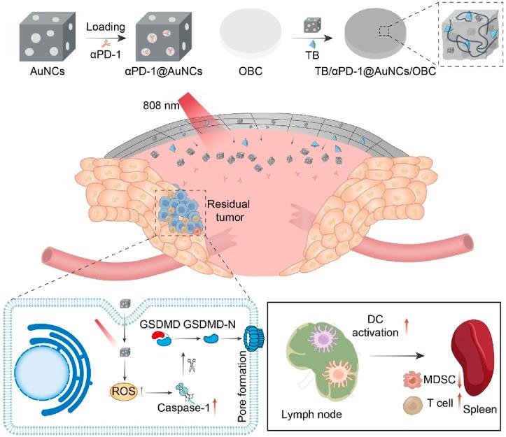 https://cdn.ncbi.nlm.nih.gov/pmc/blobs/d8fc/12075547/9b4e3e50e9b7/fphar-16-1586948-g009.jpg