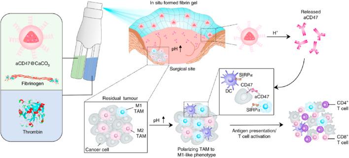 https://cdn.ncbi.nlm.nih.gov/pmc/blobs/d8fc/12075547/aff2791b9e76/fphar-16-1586948-g012.jpg