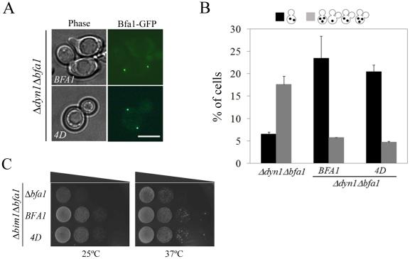 https://cdn.ncbi.nlm.nih.gov/pmc/blobs/d8fd/3257293/52815ee391b7/pgen.1002450.g009.jpg