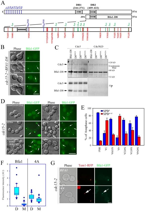 https://cdn.ncbi.nlm.nih.gov/pmc/blobs/d8fd/3257293/5d4af9eb8a3f/pgen.1002450.g005.jpg