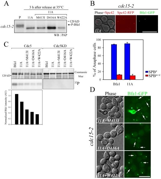 https://cdn.ncbi.nlm.nih.gov/pmc/blobs/d8fd/3257293/f1d861aa10b3/pgen.1002450.g004.jpg