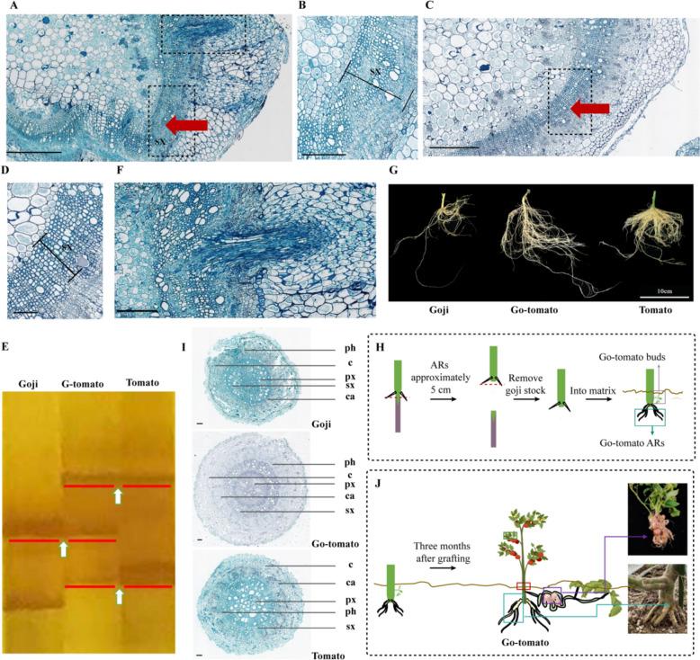 https://cdn.ncbi.nlm.nih.gov/pmc/blobs/d8fe/11577957/624f1d6f8627/43897_2024_124_Fig2_HTML.jpg