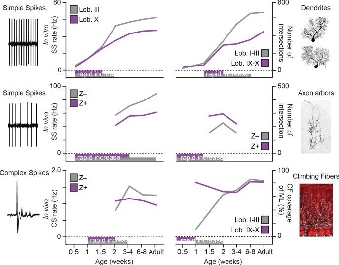 https://cdn.ncbi.nlm.nih.gov/pmc/blobs/d8fe/8195607/4e01ba801dca/elife-63668-fig7.jpg