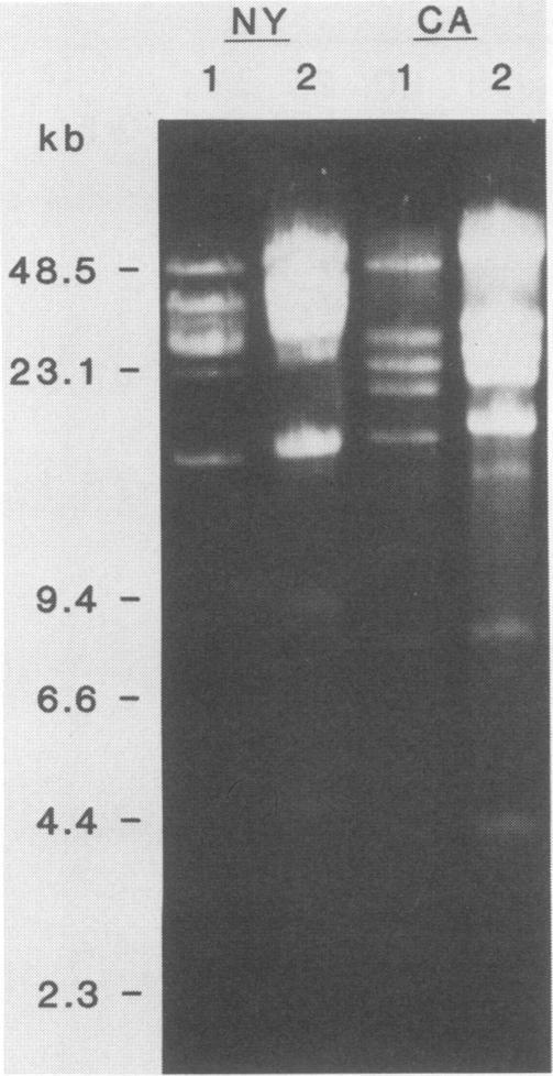 https://cdn.ncbi.nlm.nih.gov/pmc/blobs/d8ff/259490/75f06315d595/iai00080-0016-b.jpg