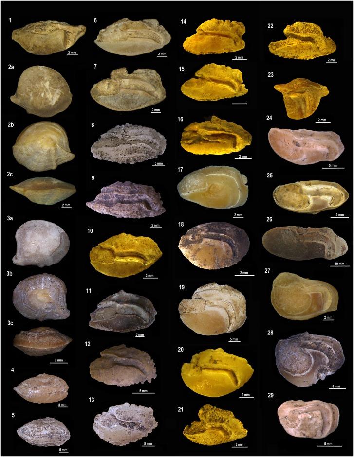 https://cdn.ncbi.nlm.nih.gov/pmc/blobs/d901/4939631/5fef2ed40911/pone.0154476.g011.jpg