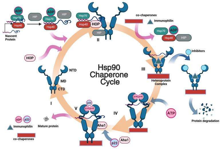 https://cdn.ncbi.nlm.nih.gov/pmc/blobs/d903/12299041/fd8ffa052ca2/pharmaceuticals-18-01025-g001.jpg