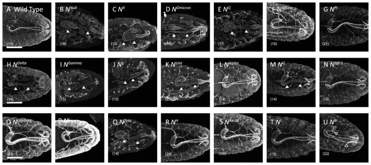 https://cdn.ncbi.nlm.nih.gov/pmc/blobs/d906/9775759/b9c1bd627a19/biomolecules-12-01752-g003.jpg