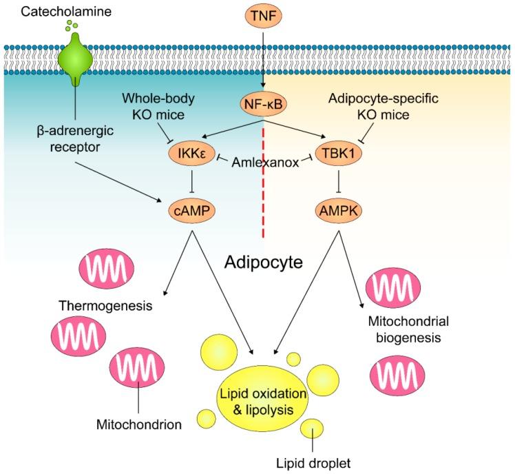 https://cdn.ncbi.nlm.nih.gov/pmc/blobs/d907/6406369/75382a6dca5f/cells-08-00178-g003.jpg