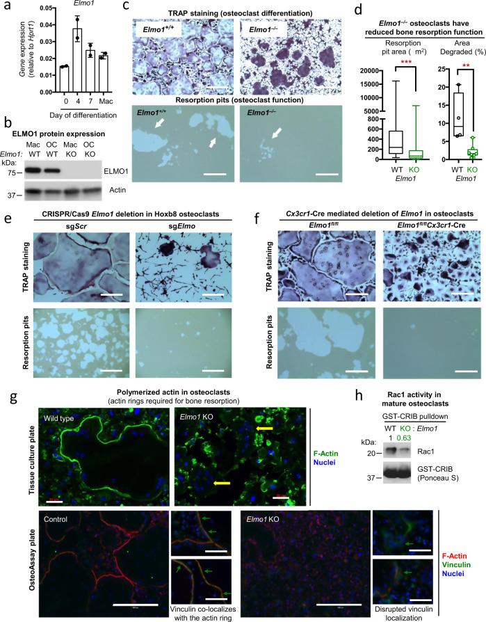 https://cdn.ncbi.nlm.nih.gov/pmc/blobs/d90b/8371122/cab36abe9cba/41467_2021_25239_Fig3_HTML.jpg