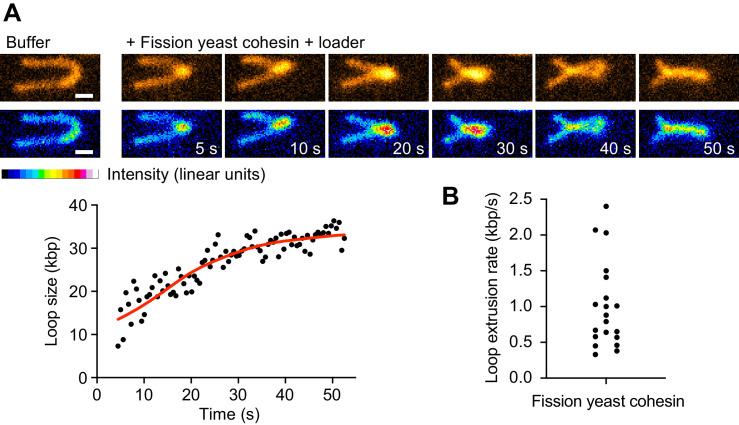 https://cdn.ncbi.nlm.nih.gov/pmc/blobs/d910/8313234/13aa955c94a1/elife-67530-fig4.jpg