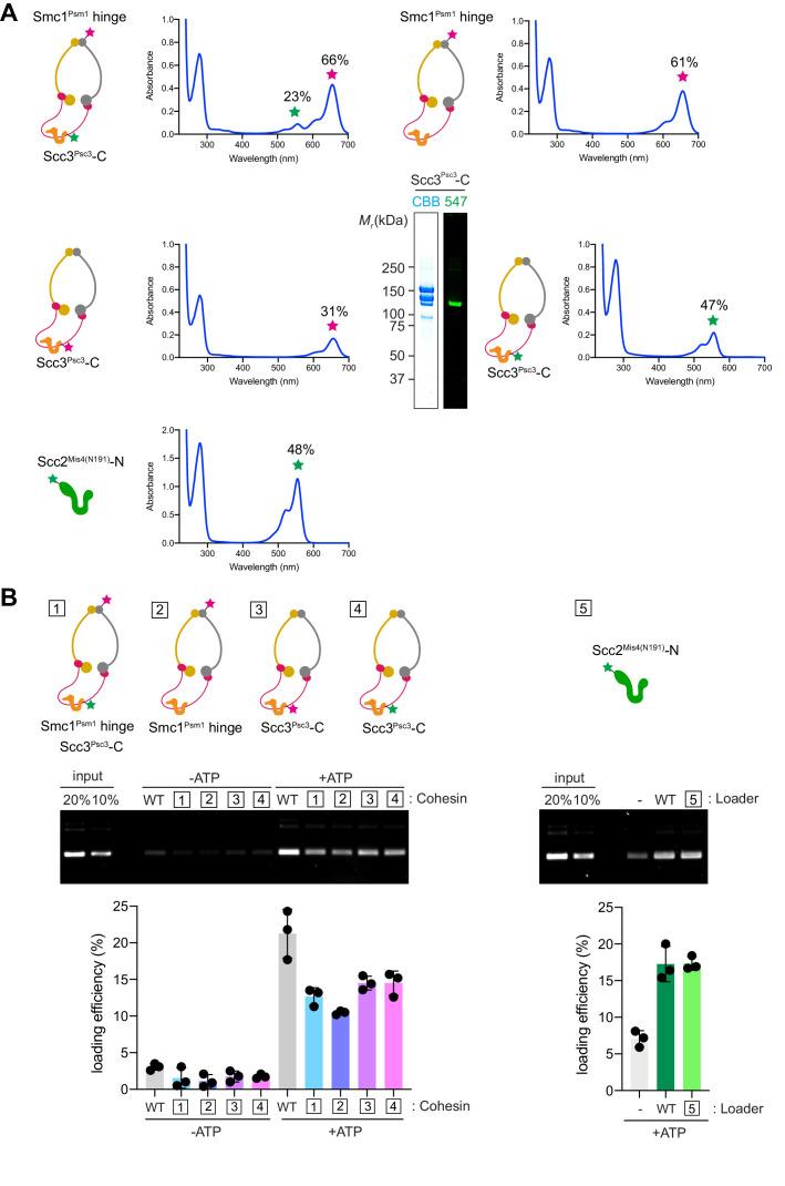 https://cdn.ncbi.nlm.nih.gov/pmc/blobs/d910/8313234/164e6c79ac61/elife-67530-fig2-figsupp1.jpg