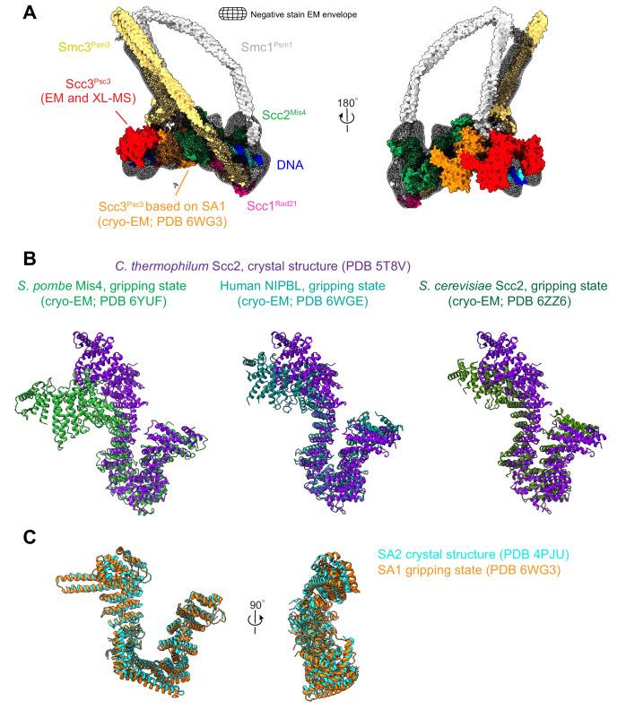 https://cdn.ncbi.nlm.nih.gov/pmc/blobs/d910/8313234/25304f5e1139/elife-67530-fig1-figsupp1.jpg