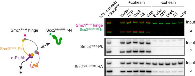 https://cdn.ncbi.nlm.nih.gov/pmc/blobs/d910/8313234/3748523ec3ed/elife-67530-fig2-figsupp2.jpg