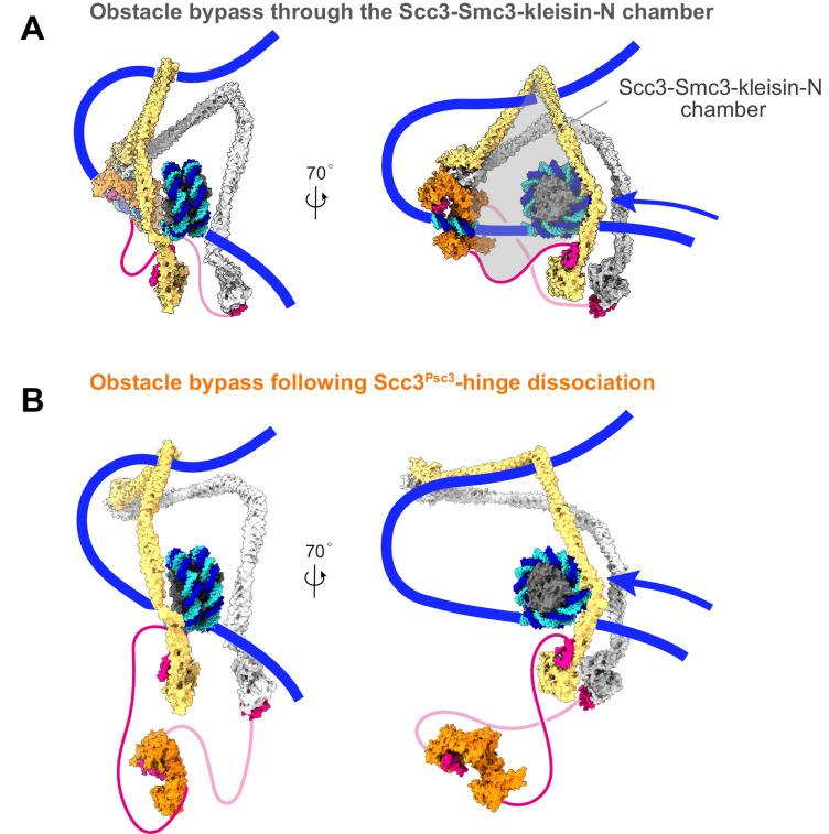 https://cdn.ncbi.nlm.nih.gov/pmc/blobs/d910/8313234/4df227289b04/elife-67530-fig8-figsupp1.jpg