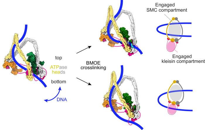 https://cdn.ncbi.nlm.nih.gov/pmc/blobs/d910/8313234/66e38d29b3c6/elife-67530-fig8-figsupp2.jpg