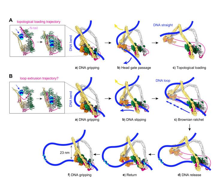 https://cdn.ncbi.nlm.nih.gov/pmc/blobs/d910/8313234/bcda0bd6f59a/elife-67530-fig3.jpg