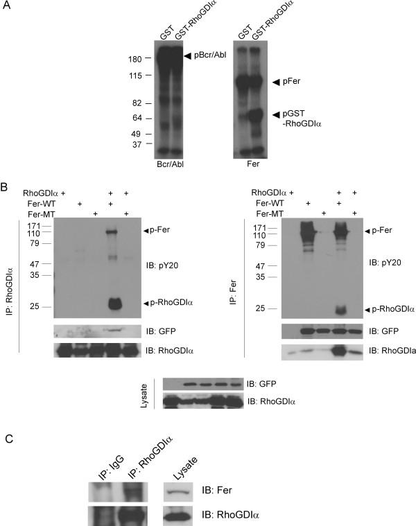 https://cdn.ncbi.nlm.nih.gov/pmc/blobs/d911/3009610/aa44611946e5/1471-2091-11-48-1.jpg