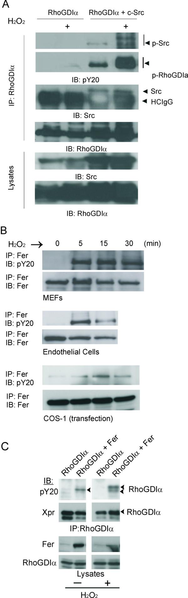 https://cdn.ncbi.nlm.nih.gov/pmc/blobs/d911/3009610/fb6762ac77ff/1471-2091-11-48-2.jpg