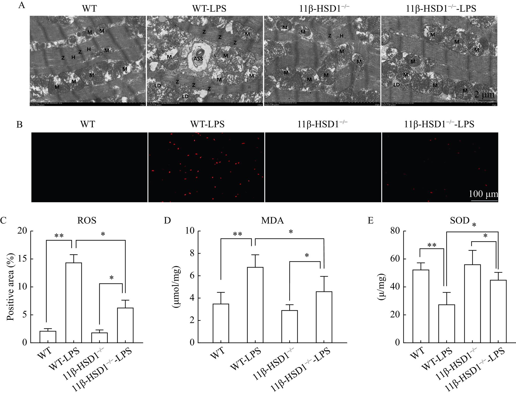 https://cdn.ncbi.nlm.nih.gov/pmc/blobs/d912/10387747/8c0e299b2249/jbr-37-4-303-2.jpg