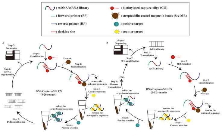 https://cdn.ncbi.nlm.nih.gov/pmc/blobs/d912/9776347/292aab1f48f3/biosensors-12-01142-g001.jpg