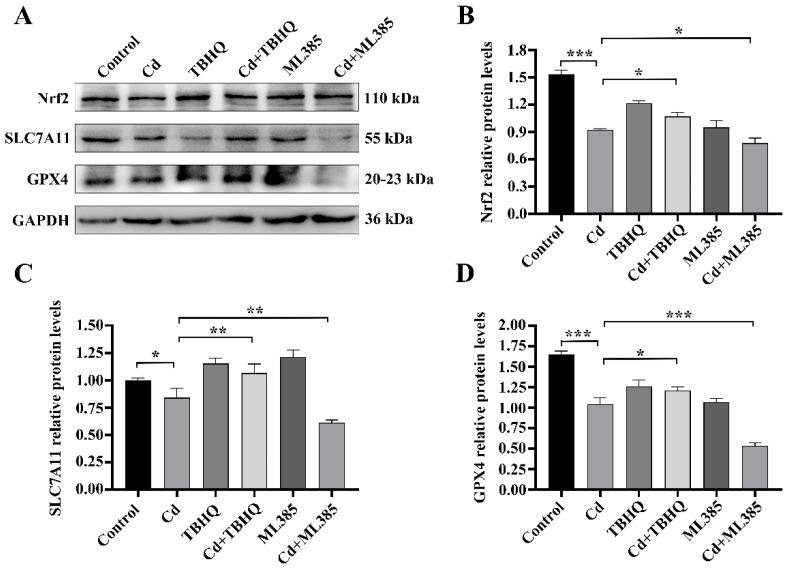 https://cdn.ncbi.nlm.nih.gov/pmc/blobs/d916/12346323/45894608cd9d/ijms-26-07204-g006.jpg