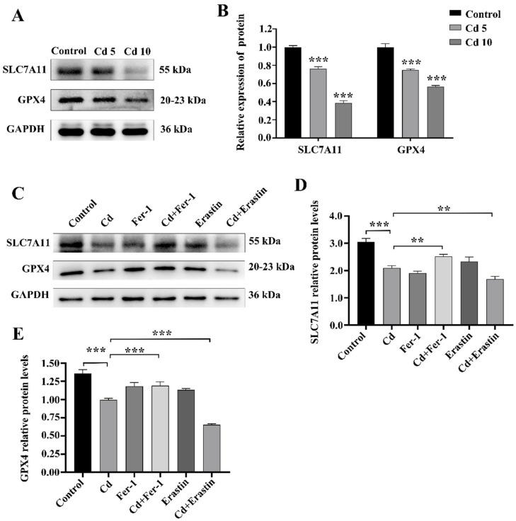 https://cdn.ncbi.nlm.nih.gov/pmc/blobs/d916/12346323/51648fd23ce6/ijms-26-07204-g004.jpg