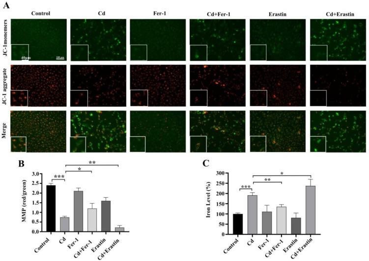 https://cdn.ncbi.nlm.nih.gov/pmc/blobs/d916/12346323/6757aabf6766/ijms-26-07204-g003.jpg
