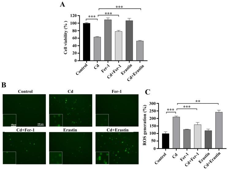 https://cdn.ncbi.nlm.nih.gov/pmc/blobs/d916/12346323/ab3b48f32d19/ijms-26-07204-g002.jpg