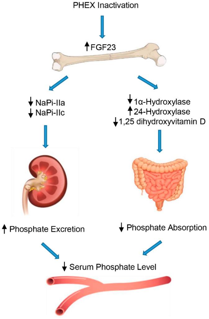 https://cdn.ncbi.nlm.nih.gov/pmc/blobs/d919/9778127/df2834b2d704/genes-13-02415-g001.jpg