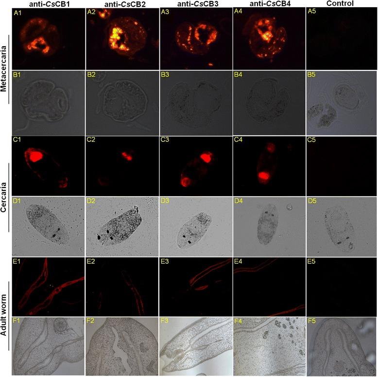 https://cdn.ncbi.nlm.nih.gov/pmc/blobs/d91a/4687107/43fa00af1f3a/13071_2015_1248_Fig1_HTML.jpg